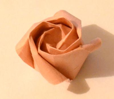 This is an example of a Kawasaki rose