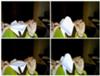 Croaking frog